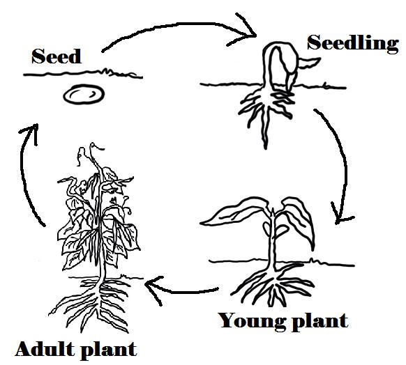 plant life cycle clipart - photo #11